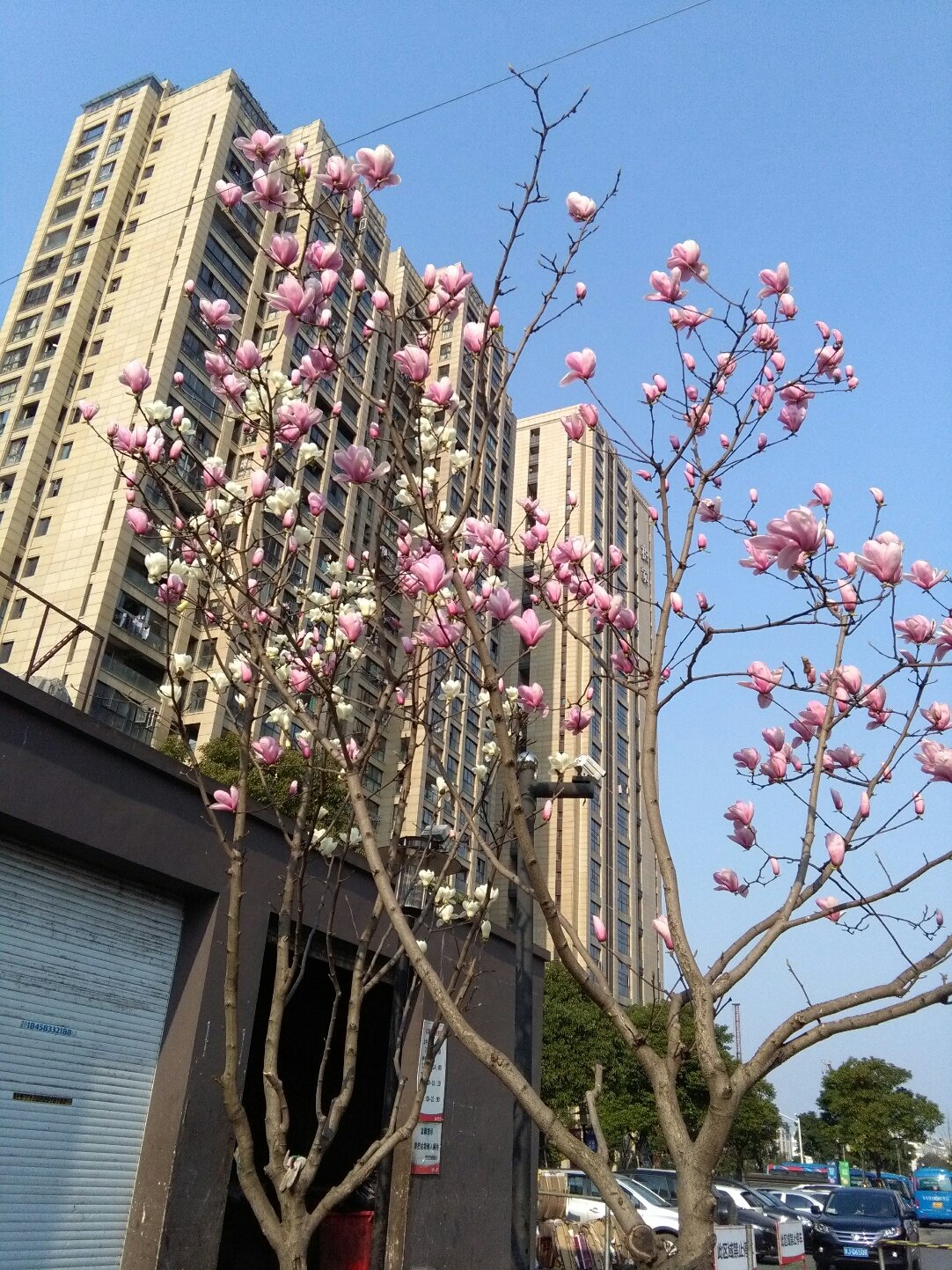 洛社镇天气预报更新